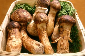 Matsutake